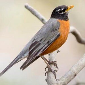 Meet your Posher, Red